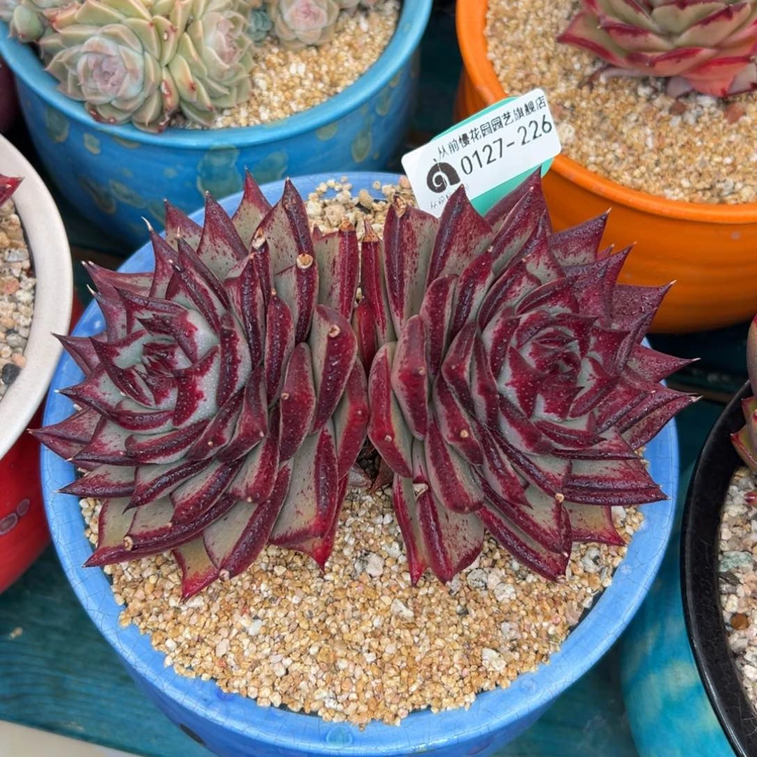 多肉一物一拍0127-226