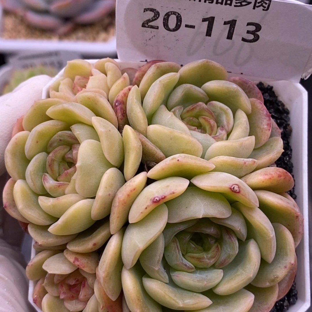 【闪购商品】20-113熔晶