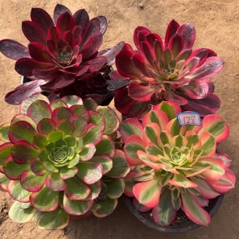 128多肉植物组合