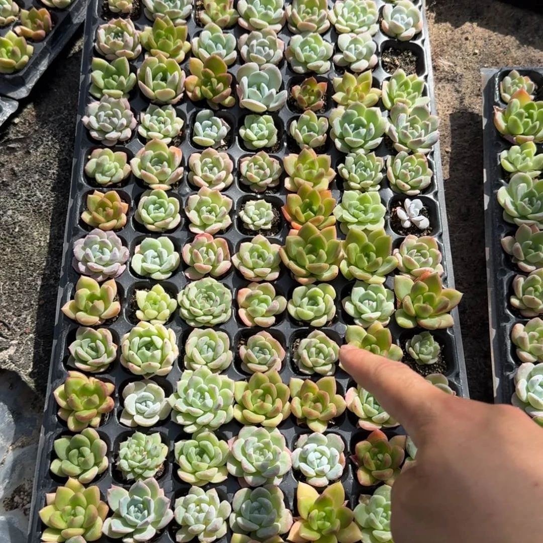 如图冰母混播种穴盘一盘不售后