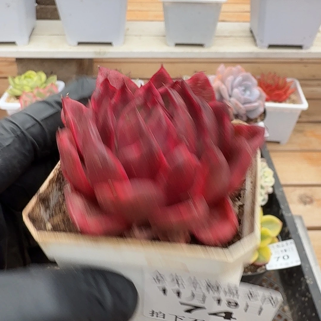 1119-74塔克帕梅拉锦