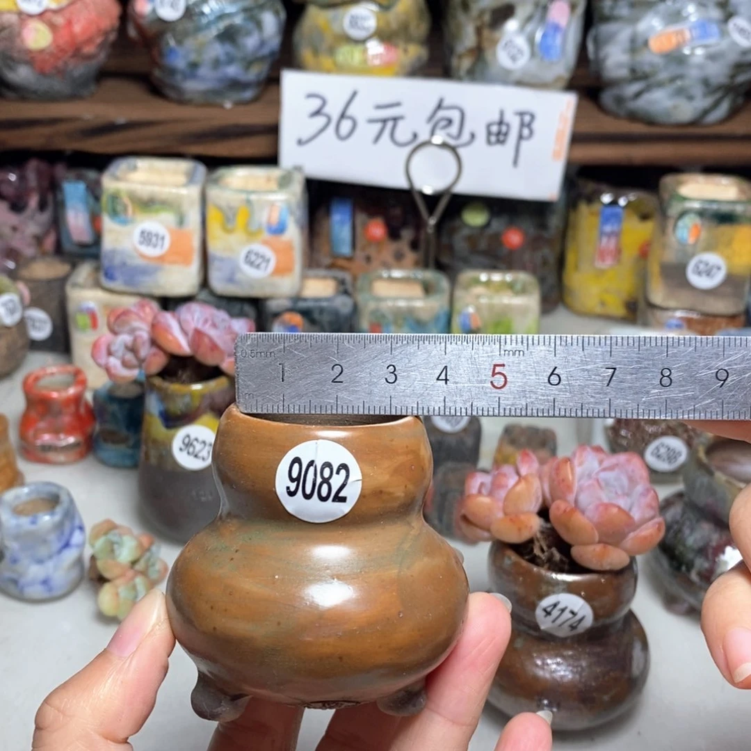 拍5送一个小礼物不含多肉