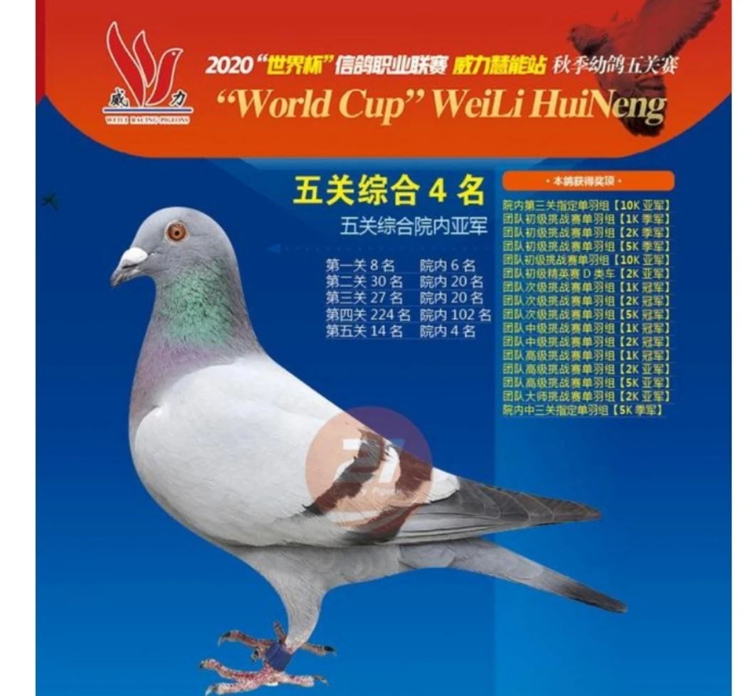 信鸽成绩鸽种鸽幼鸽詹森胡本速霸龙考夫曼