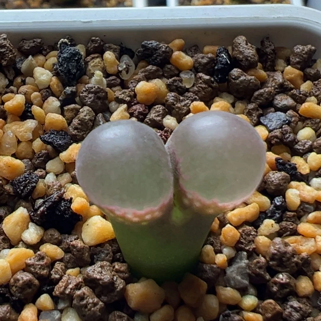无花朵实生风铃玉22