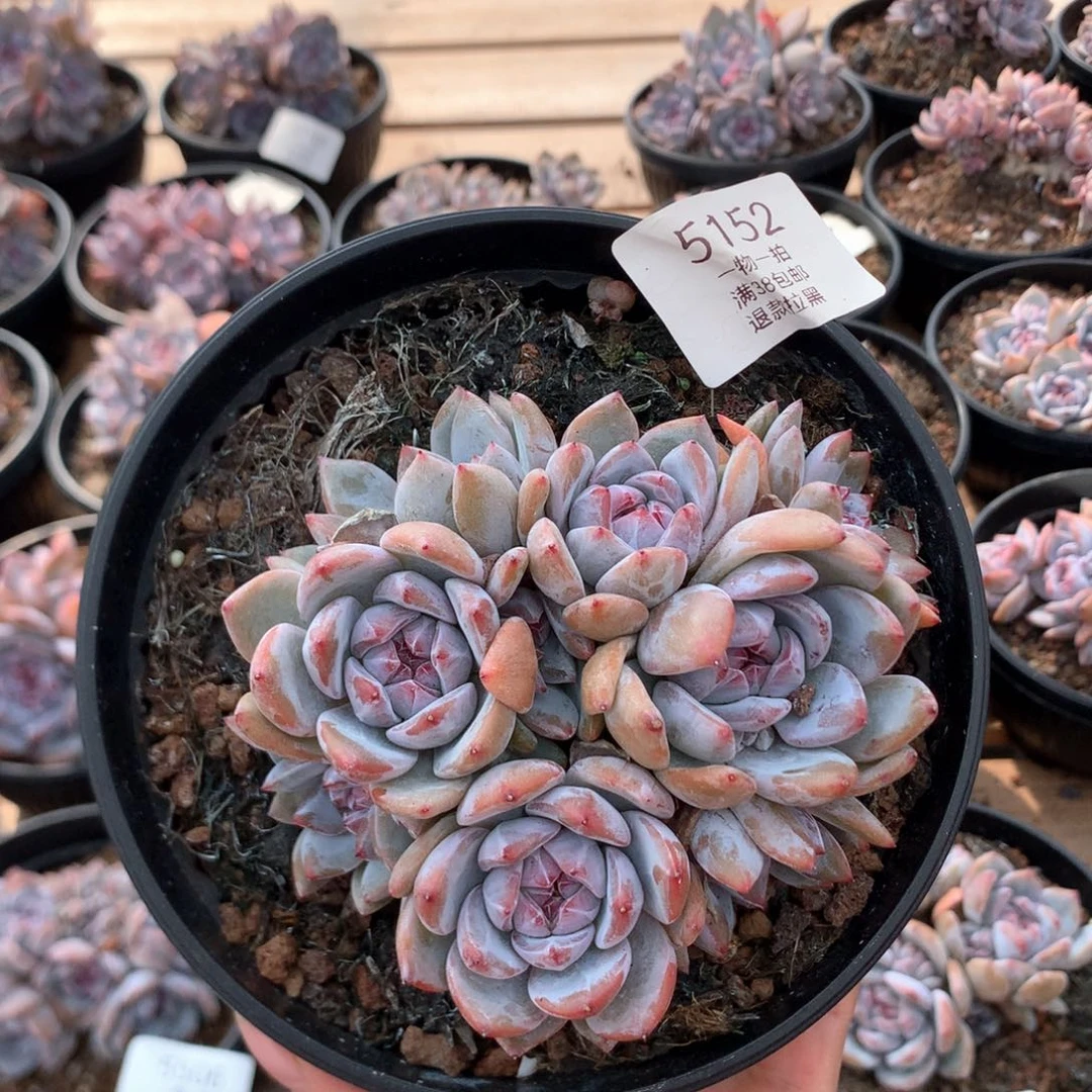 11厘米10头石榴籽 太好 5152