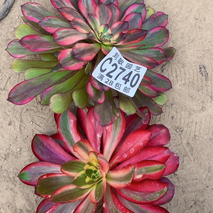 2740多肉组合砍头法师