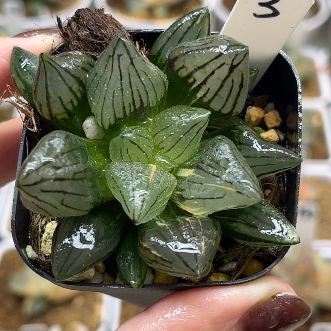 3西瓜寿锦福利专场