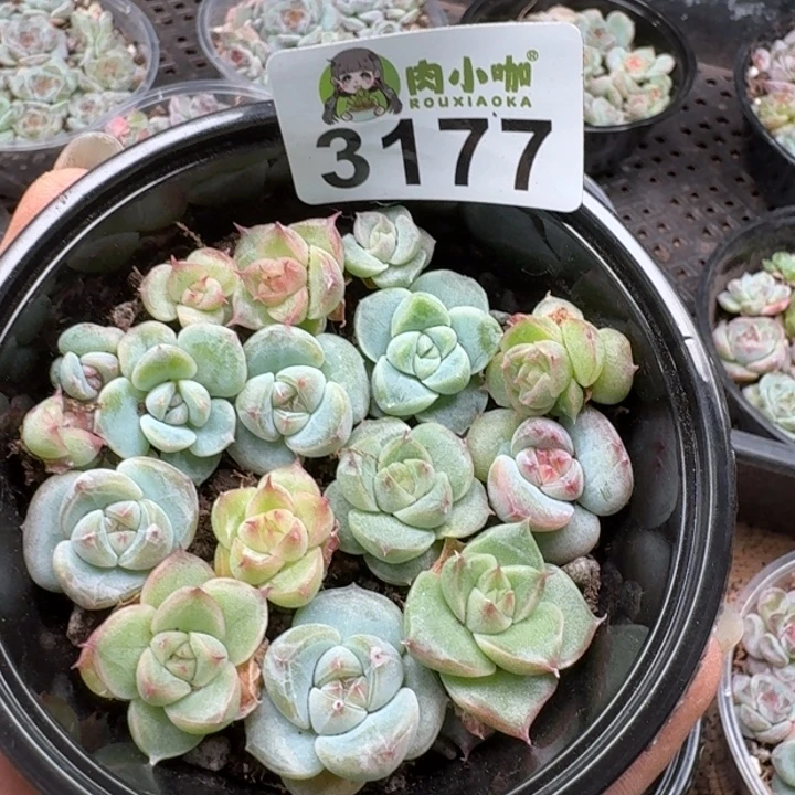 多肉植物多肉植物