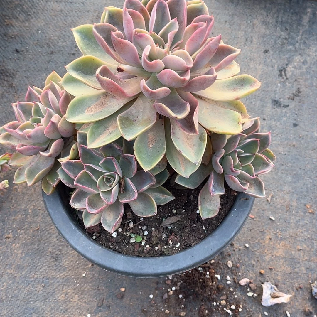 琼斯4头起9.9米 量拍多肉