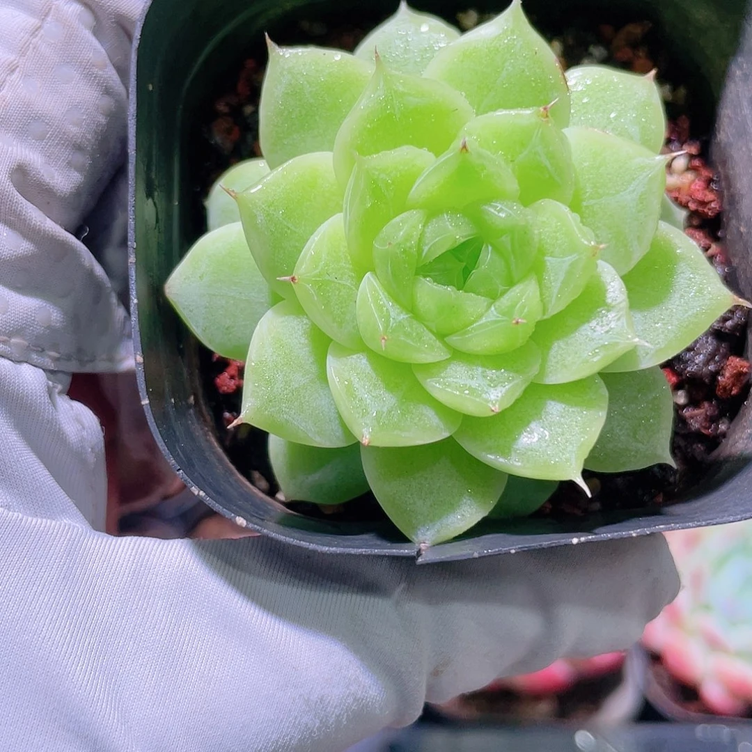 花利美19-125麦秆