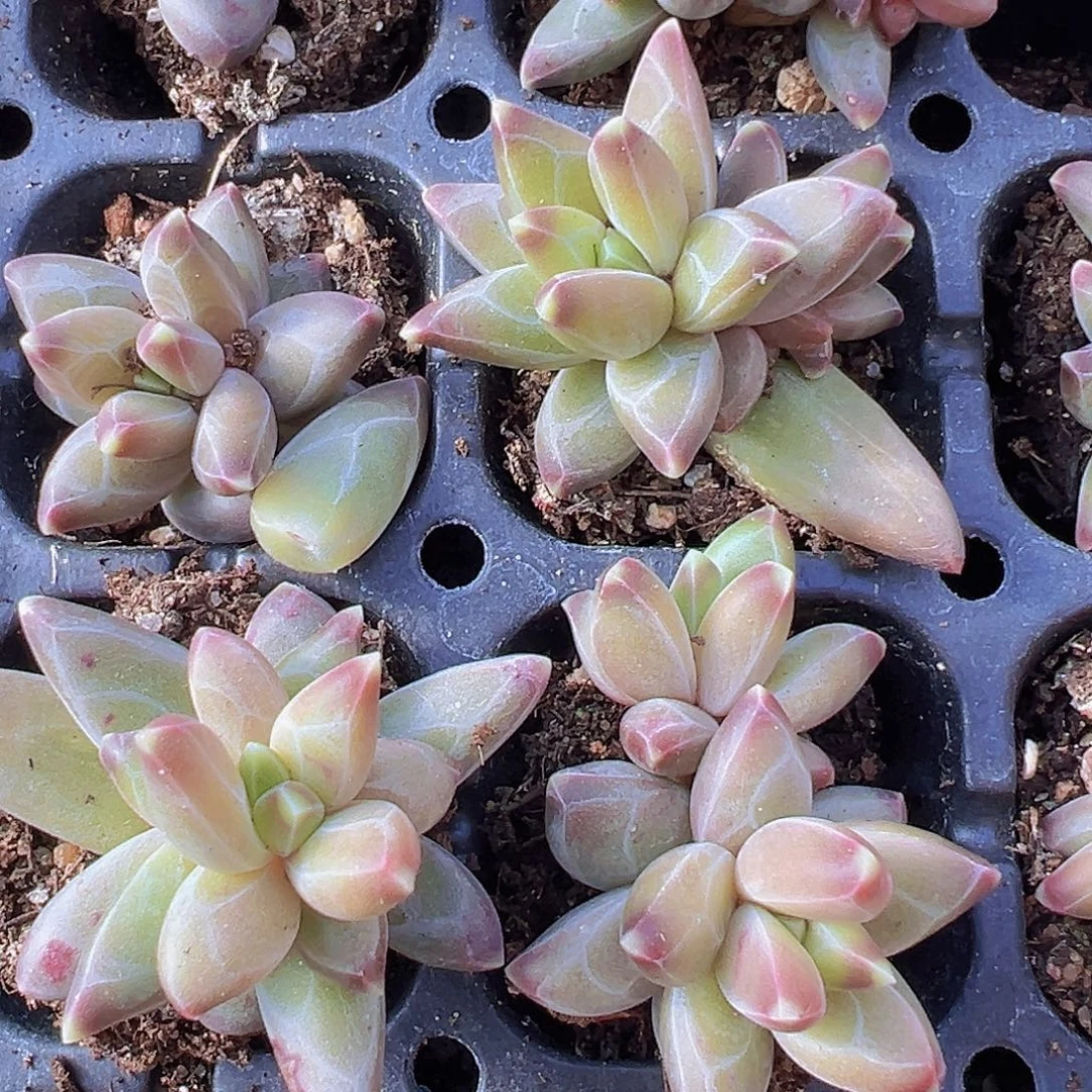 梵高苗5颗19包邮的