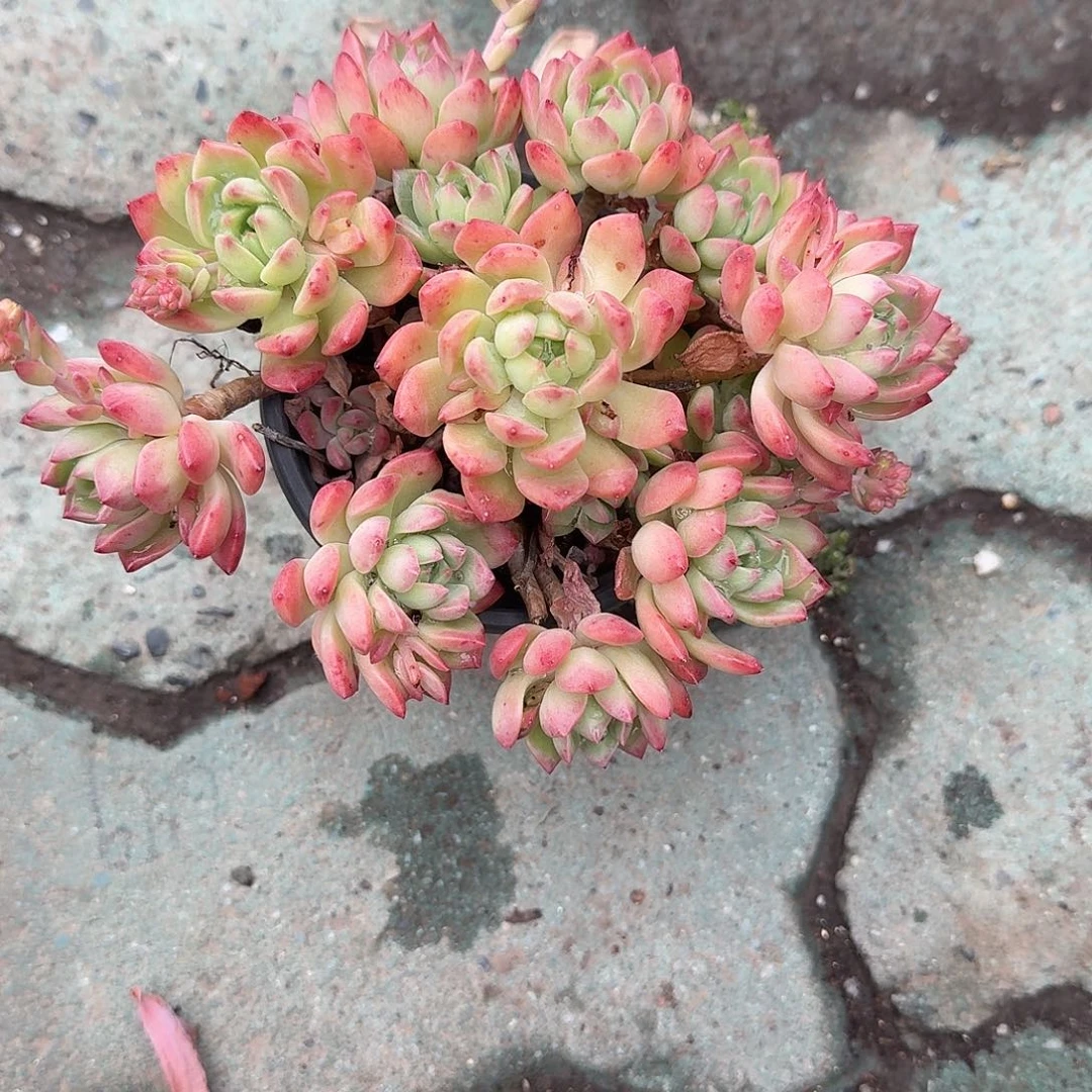 马库斯多肉植物名