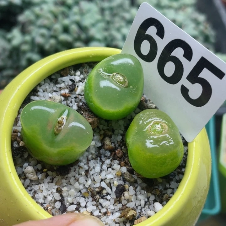 665母本绿毛3颗带盆