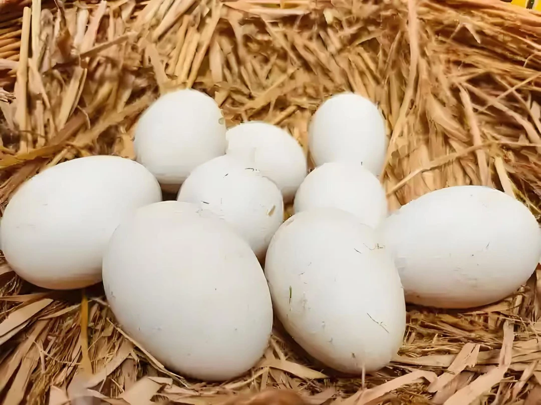农家正宗散养土鹅蛋