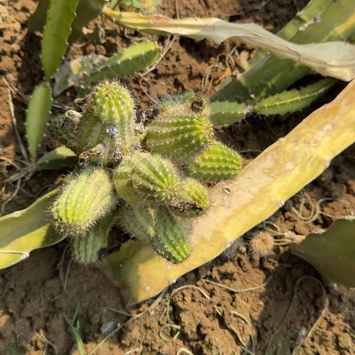 往***l矮胖白檀s5白檀615