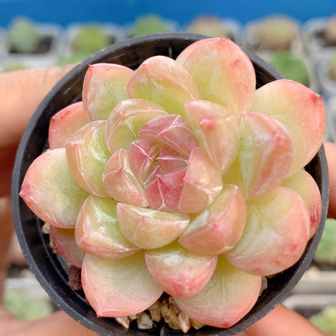 58包邮  群生不包整27