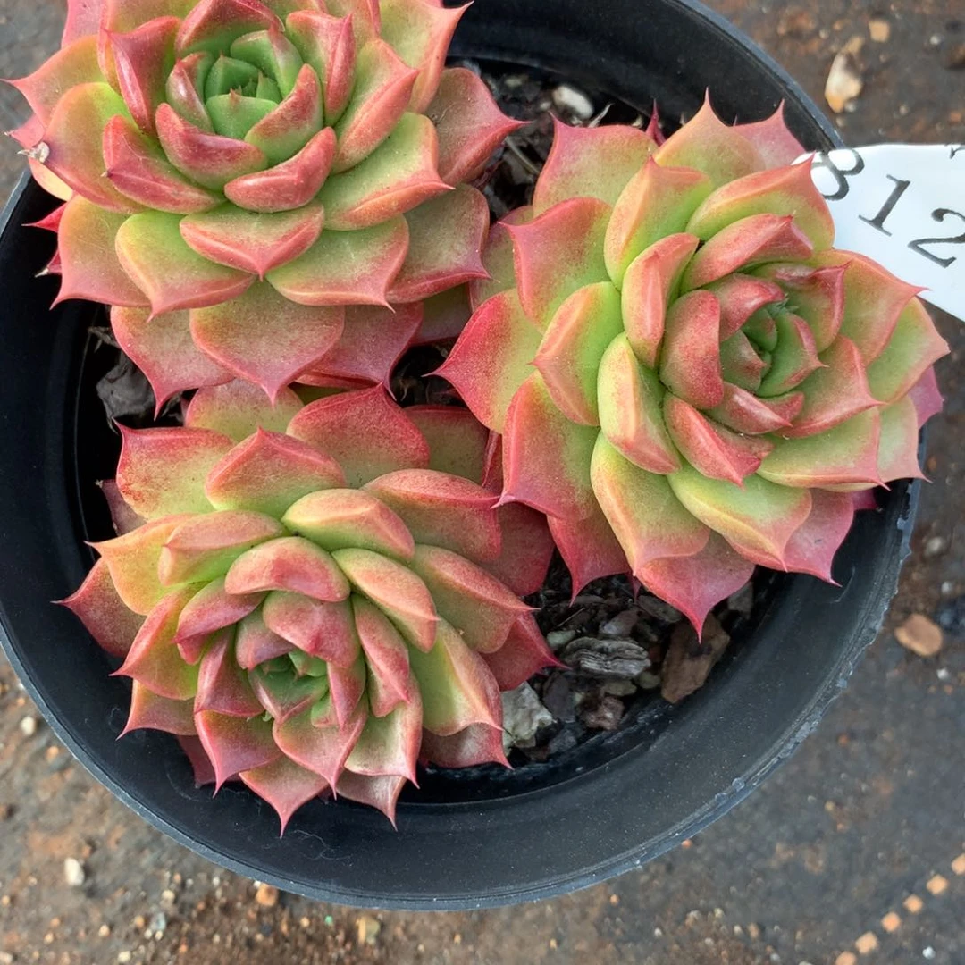 8129杂交多肉老桩