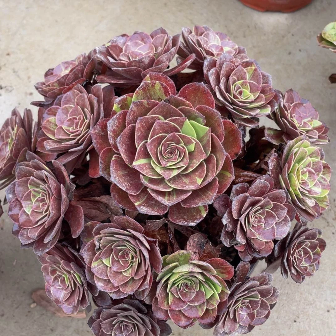 598花月夜精品法师多肉