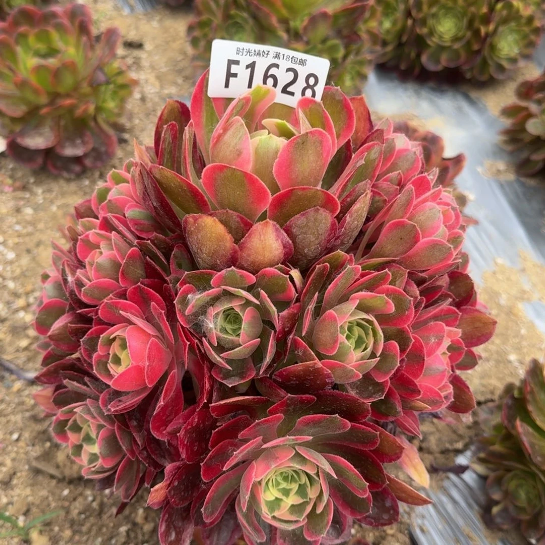 1628妖月多肉植物