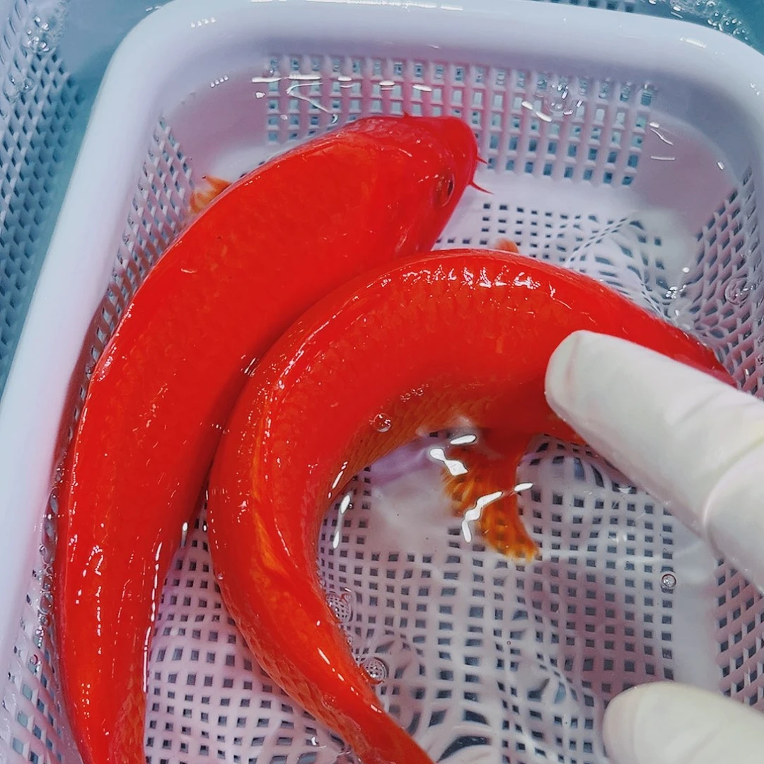 锦鲤锦鲤冷水鱼观赏