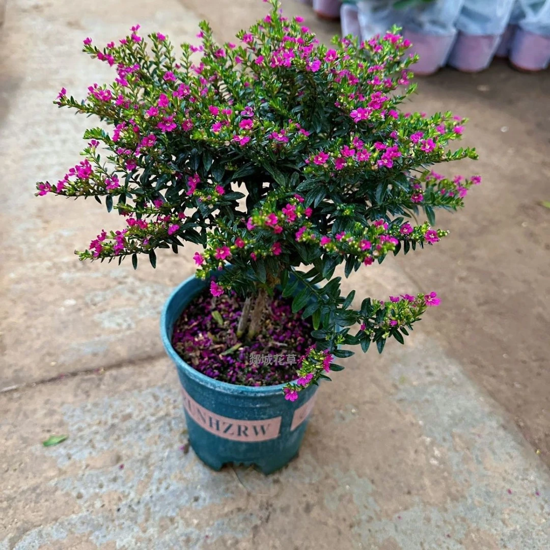 实拍满天星盆栽花苞四季开花不断好养客厅阳台植物室内花卉绿植