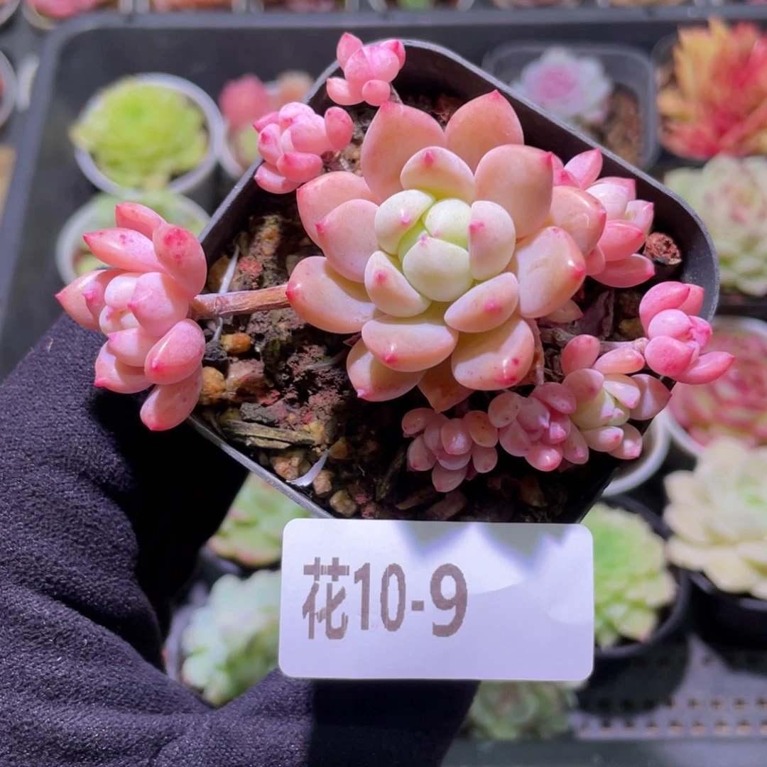 花利美10-9洛丽塔