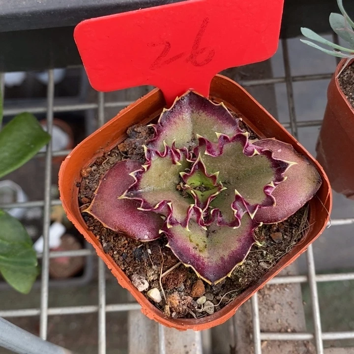 伯克利和格蕾纳等著名音乐家