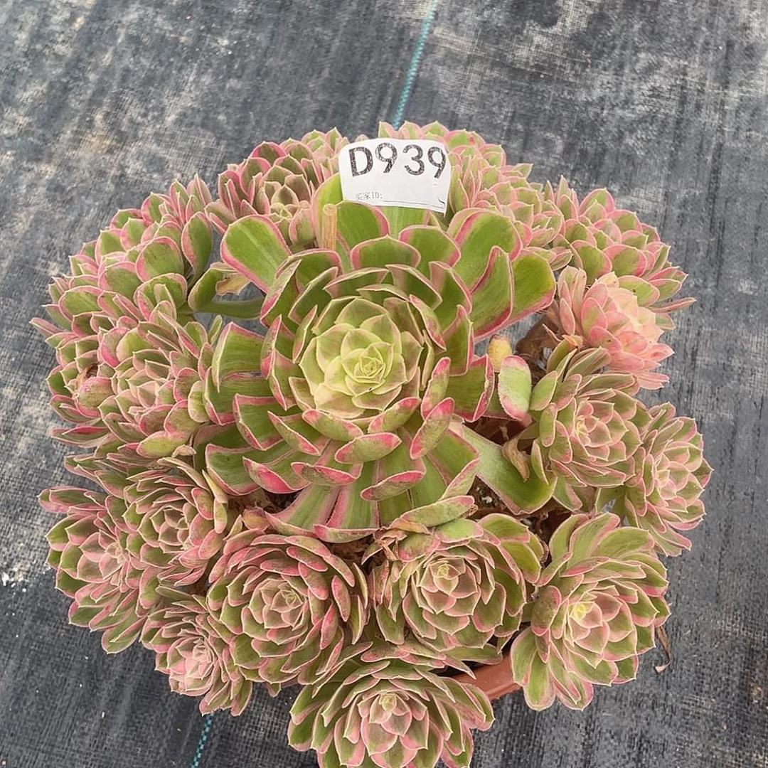 孔雀翎多肉。  939