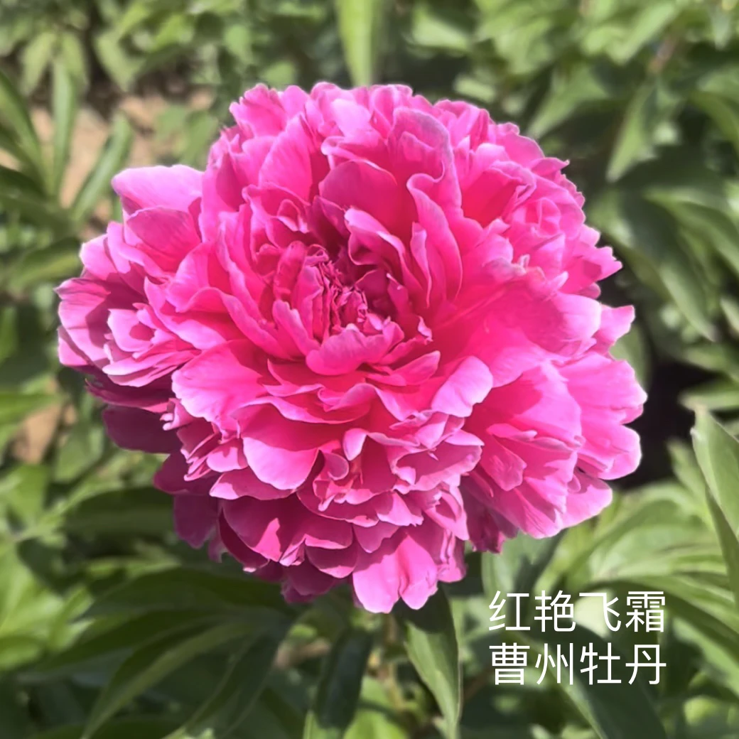 观赏芍药 红艳飞霜 国产大花