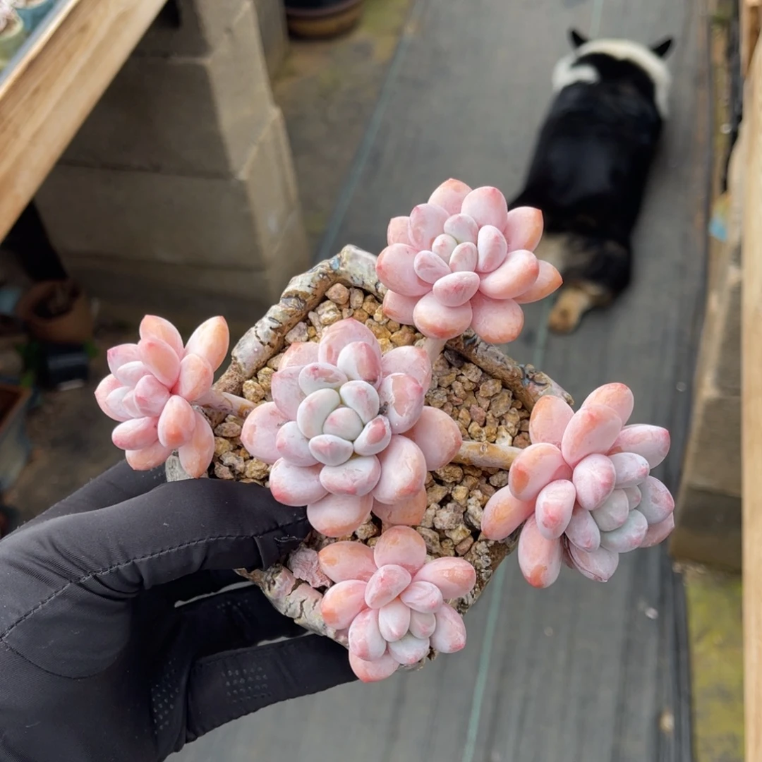 一物一拍不支持退换