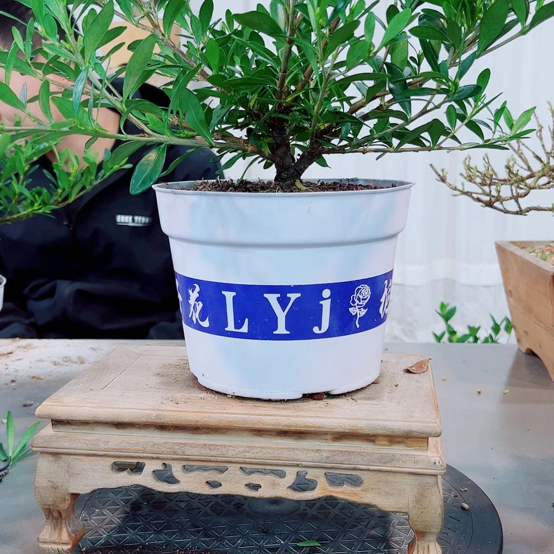 兜***比秋蝉栀子花花花花