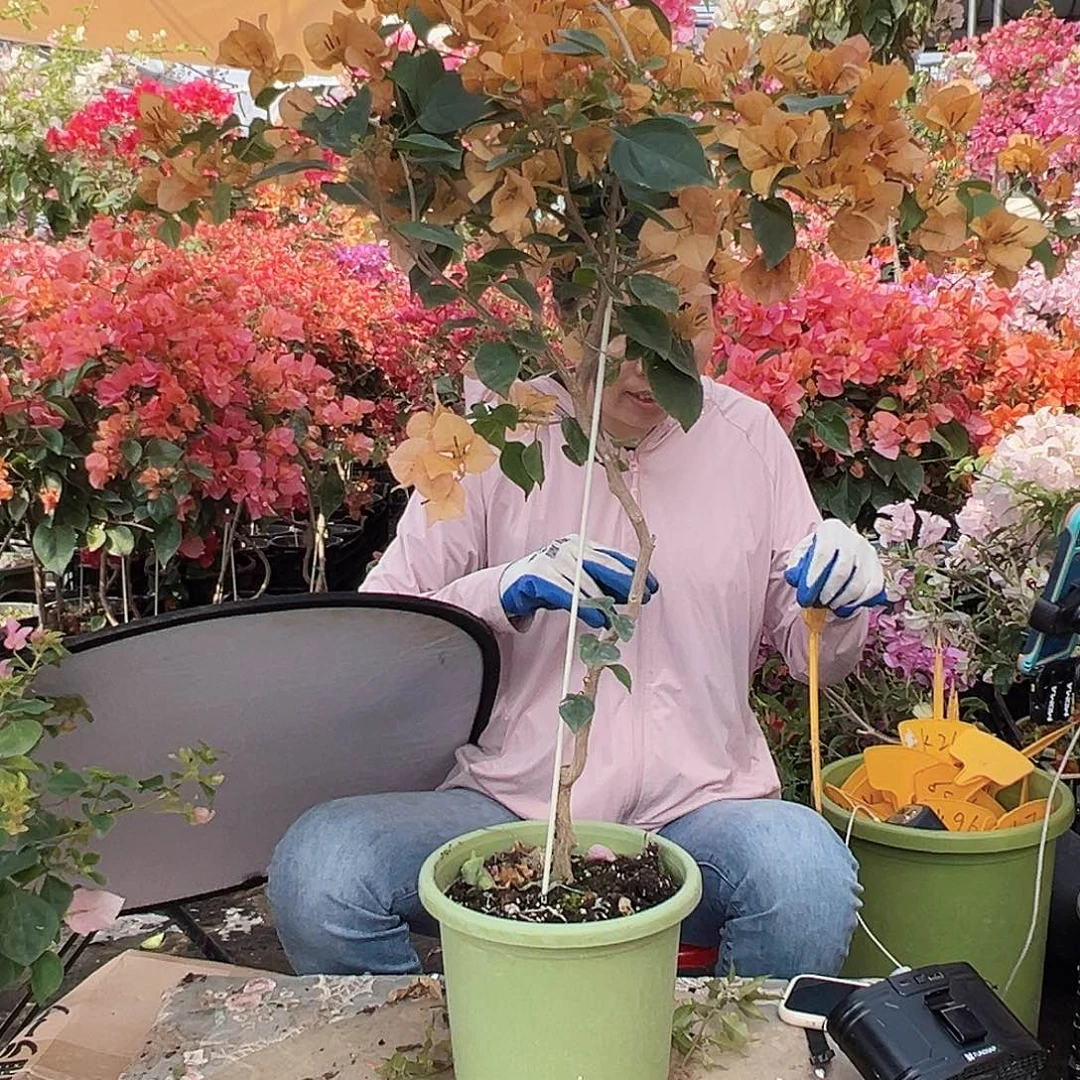 菓***吖大部分花苞少量开放K95金色光辉