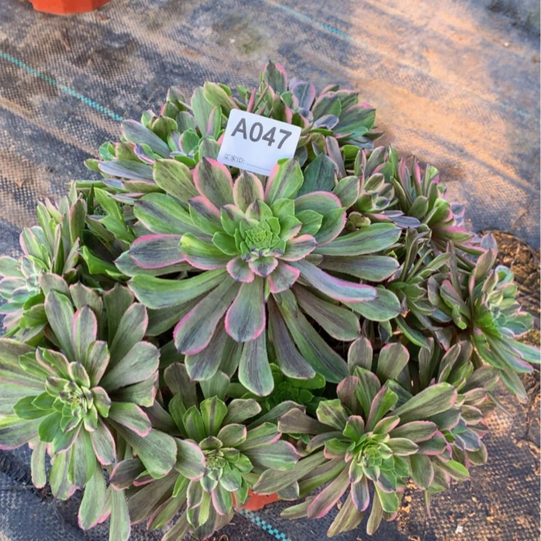 【闪购商品】47粉黛