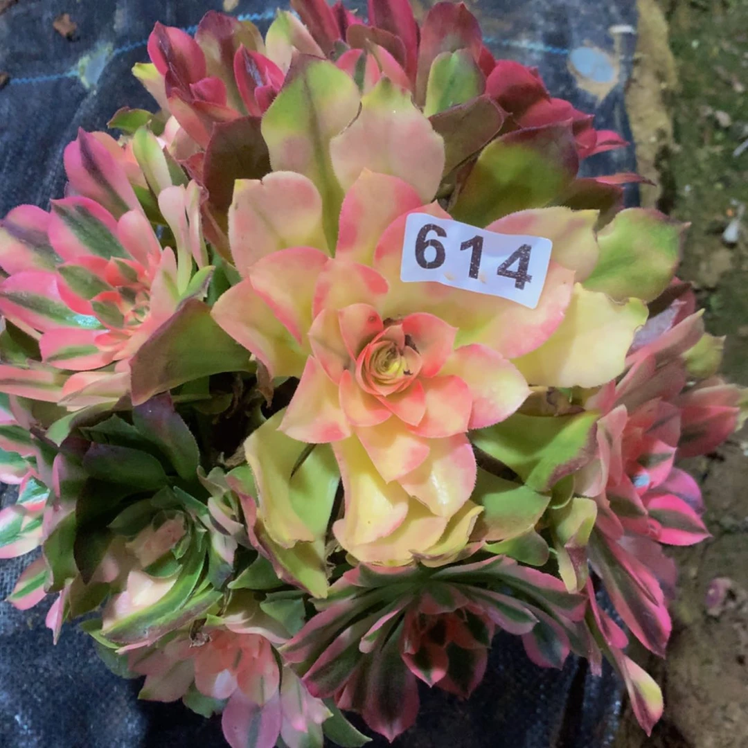 【闪购商品】614红秀多肉