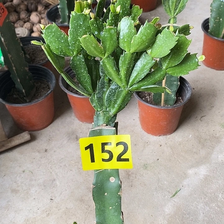 无花朵038，152号新疆不包邮