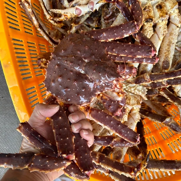 帝王蟹 断氧帝王蟹 压冰保鲜可液氮冷冻 全国发货