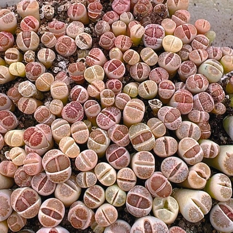 @*子20425团团圆圆呀呀