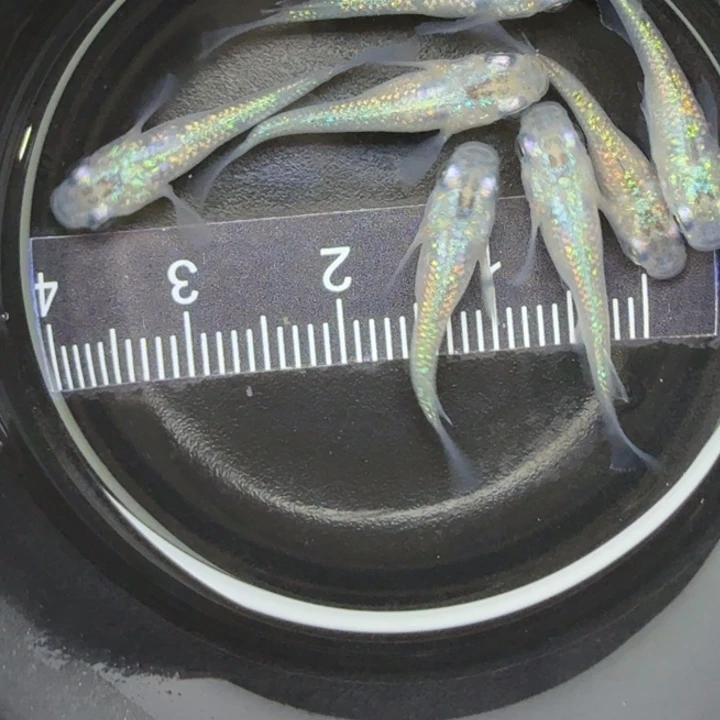 青鳉鱼短体蓝宝石27号