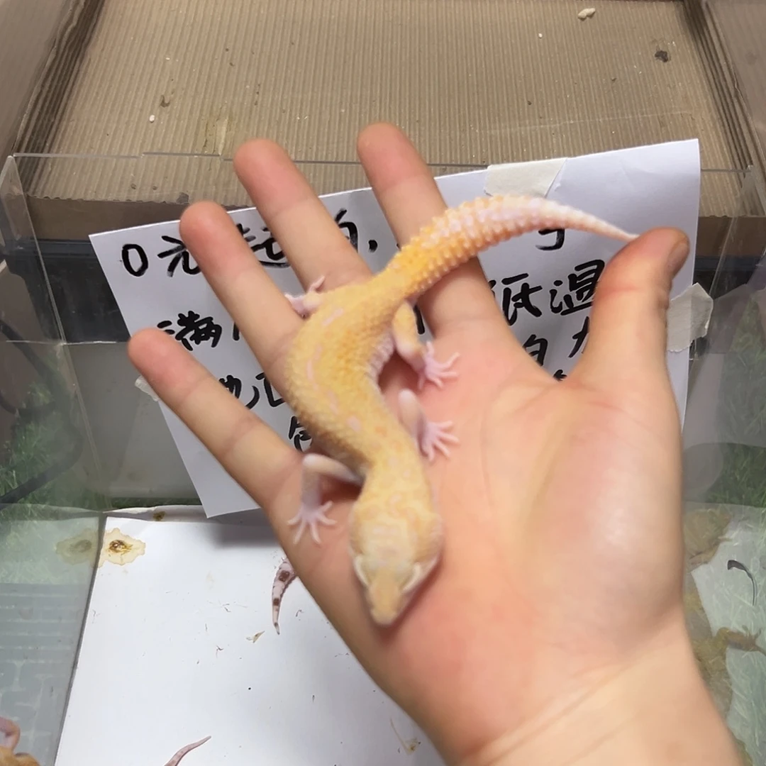 豹纹守宫豹纹守宫