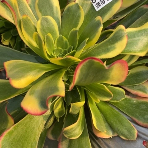 588特斯拉满25包邮多肉