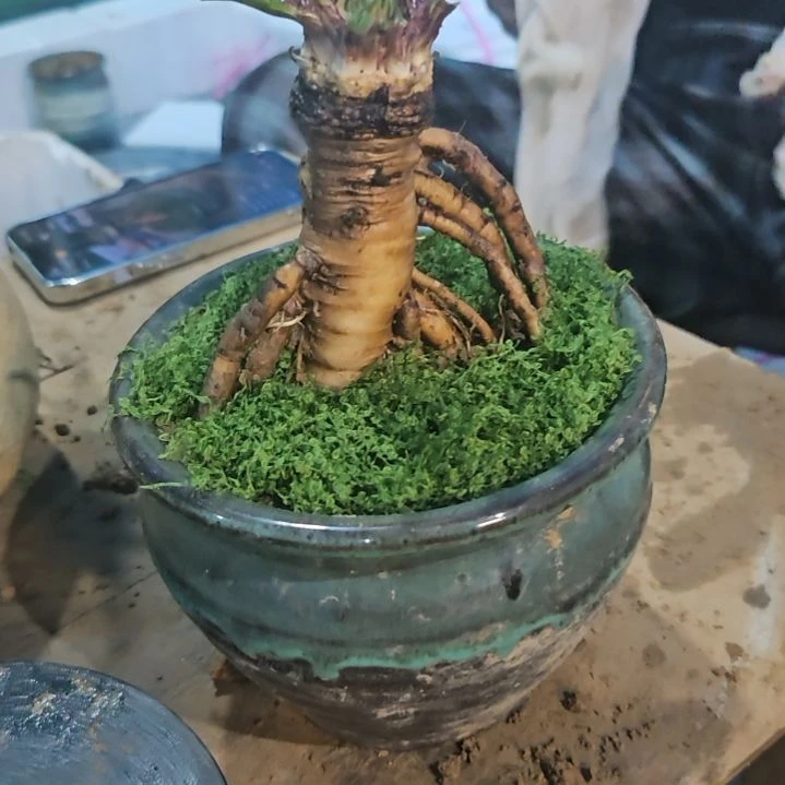 无花朵蒲公英老桩盆景脱盆发