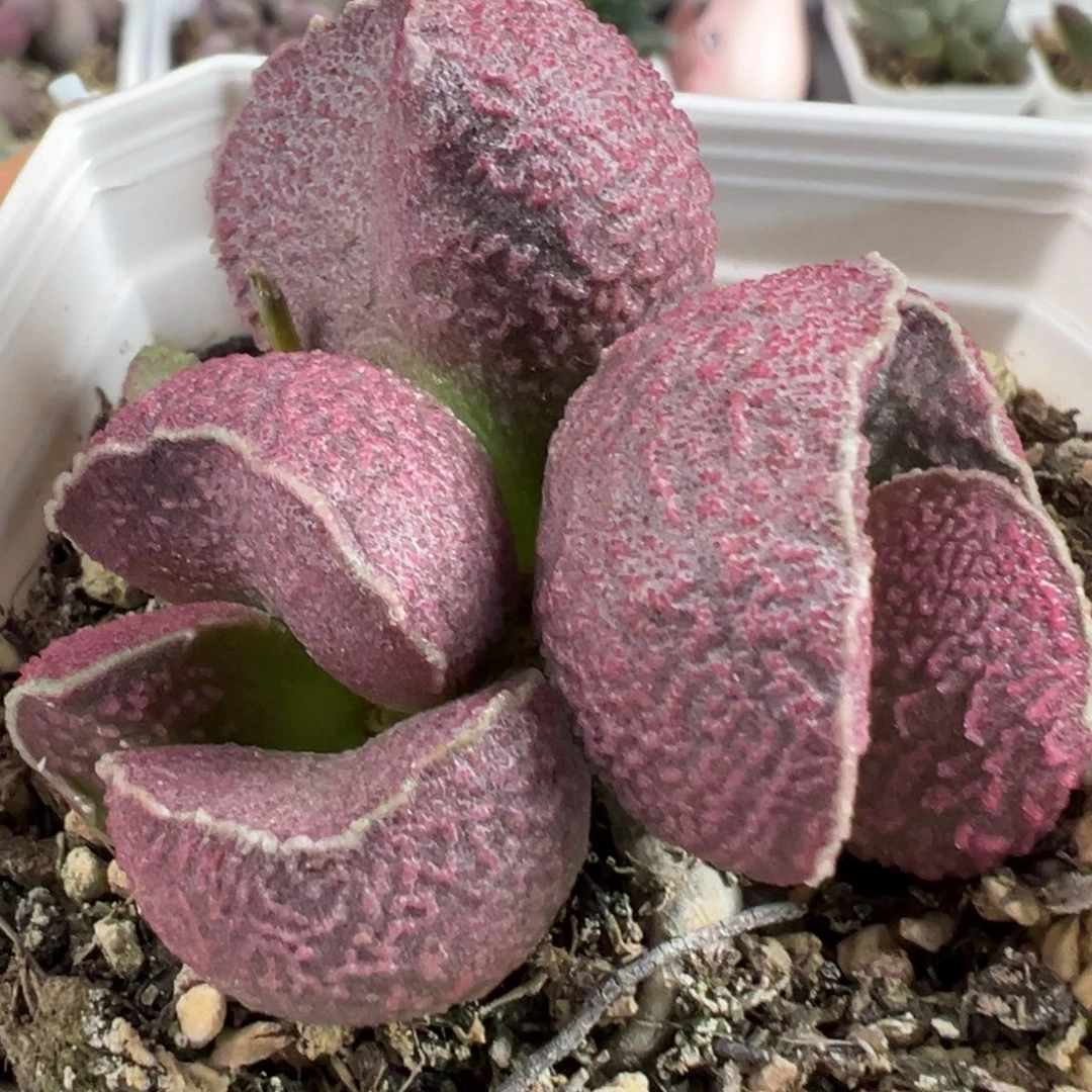 实生新品多头纯木质桩多肉植物