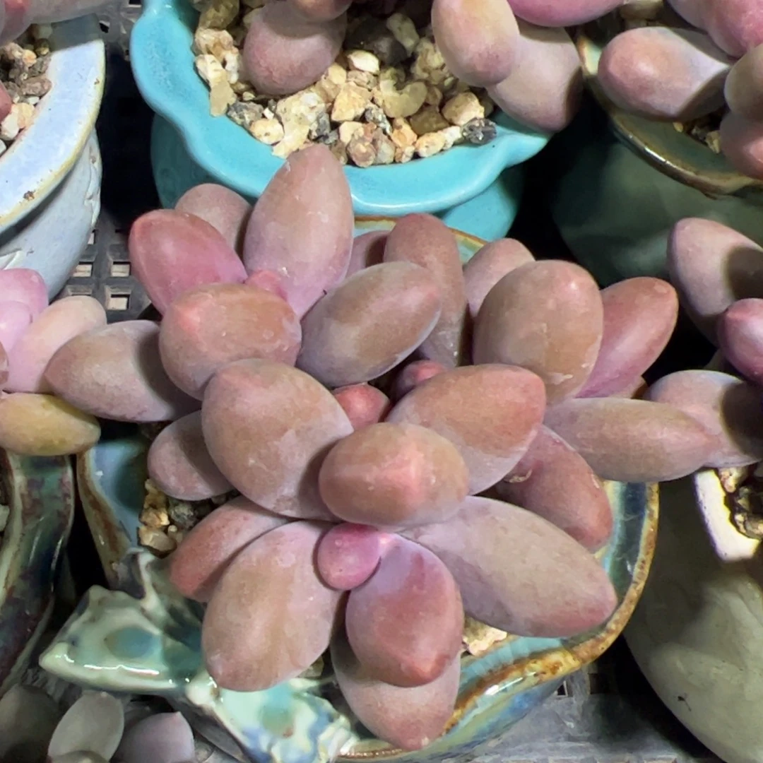 糖果美人带盆发货