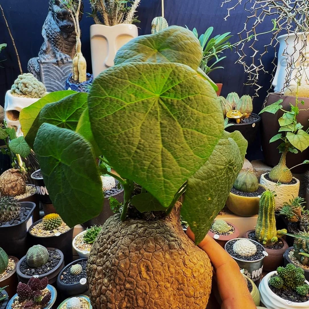 爱***鸡荔枝龟脱土发货不带盆