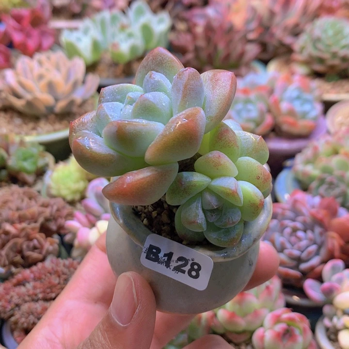 一物一拍含盆土满38包邮B128