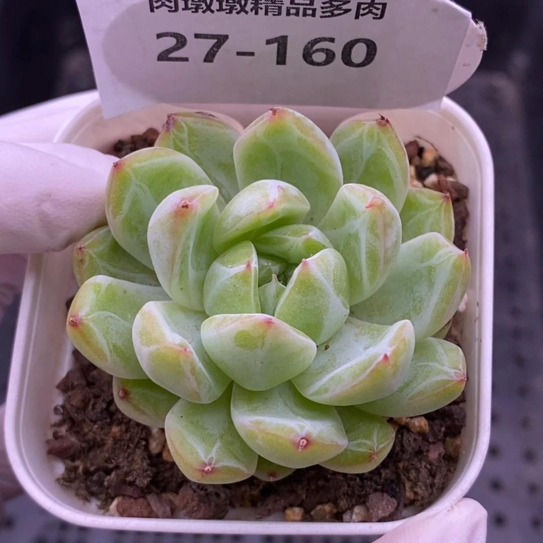 【闪购商品】27-160