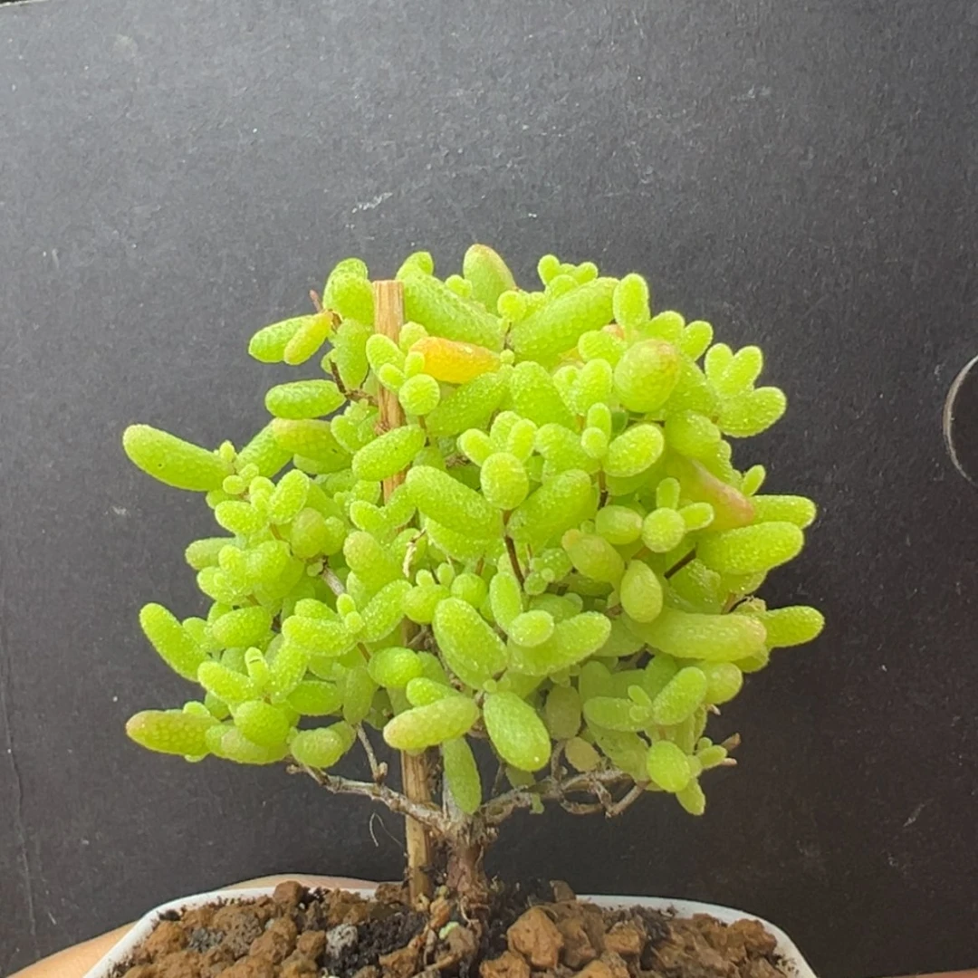 【闪购商品】dy2510蜜橘糖球盆口5cm