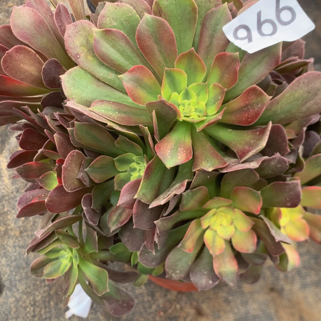 966烙神多肉植物