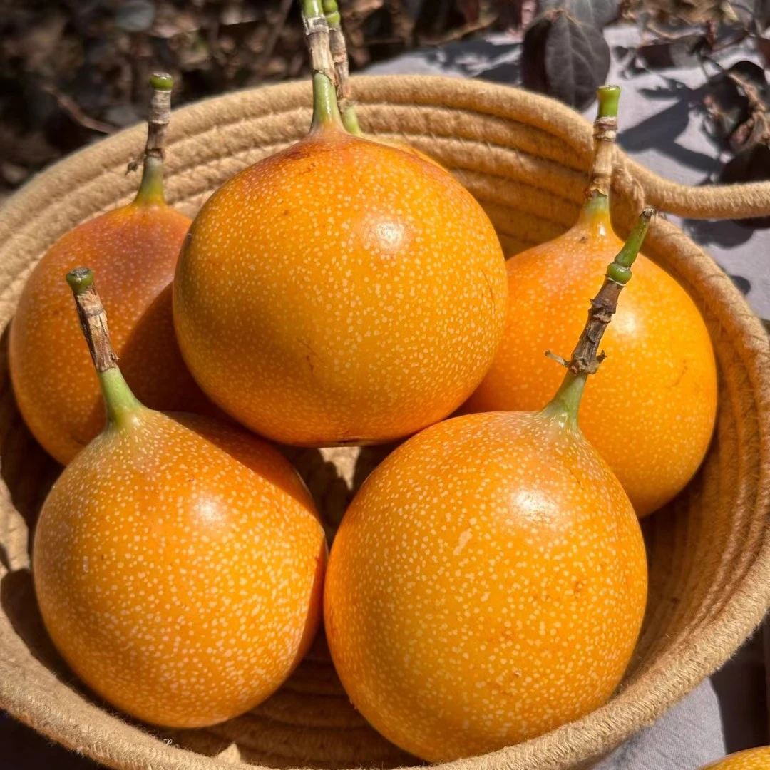 海南热情果  1个