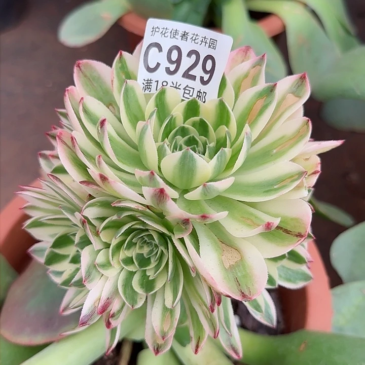 多肉法师伊丽莎白